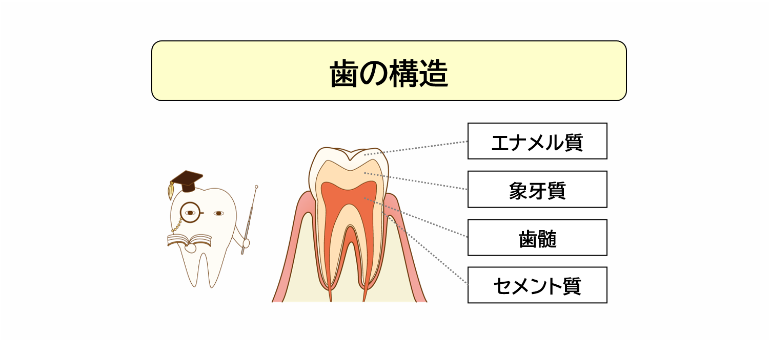 歯の構造を知ろう