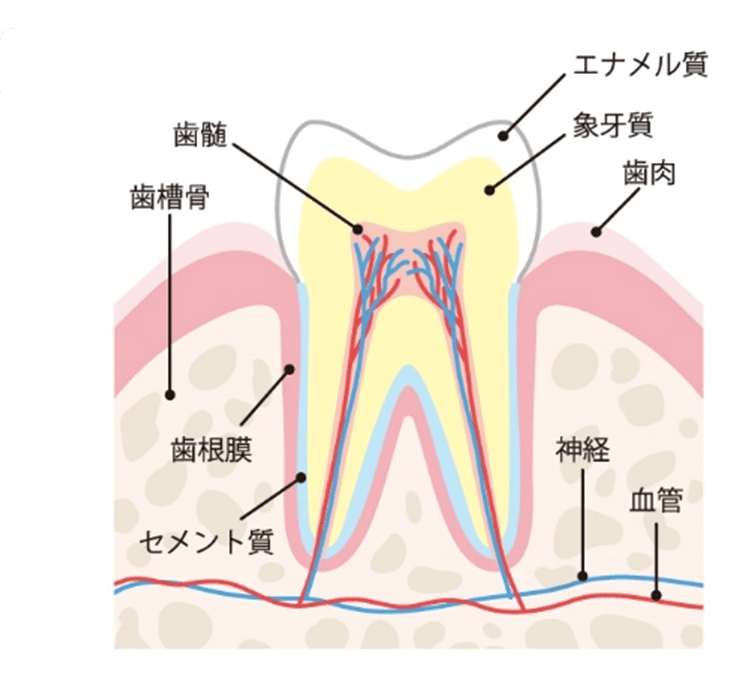 歯髄が果たす役割を失うため、早期に治療を受けることが重要です