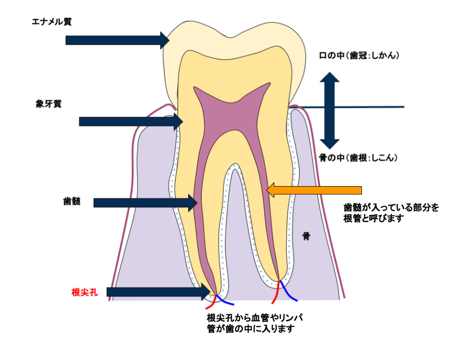 抜かずに守る、最先端の再生医療