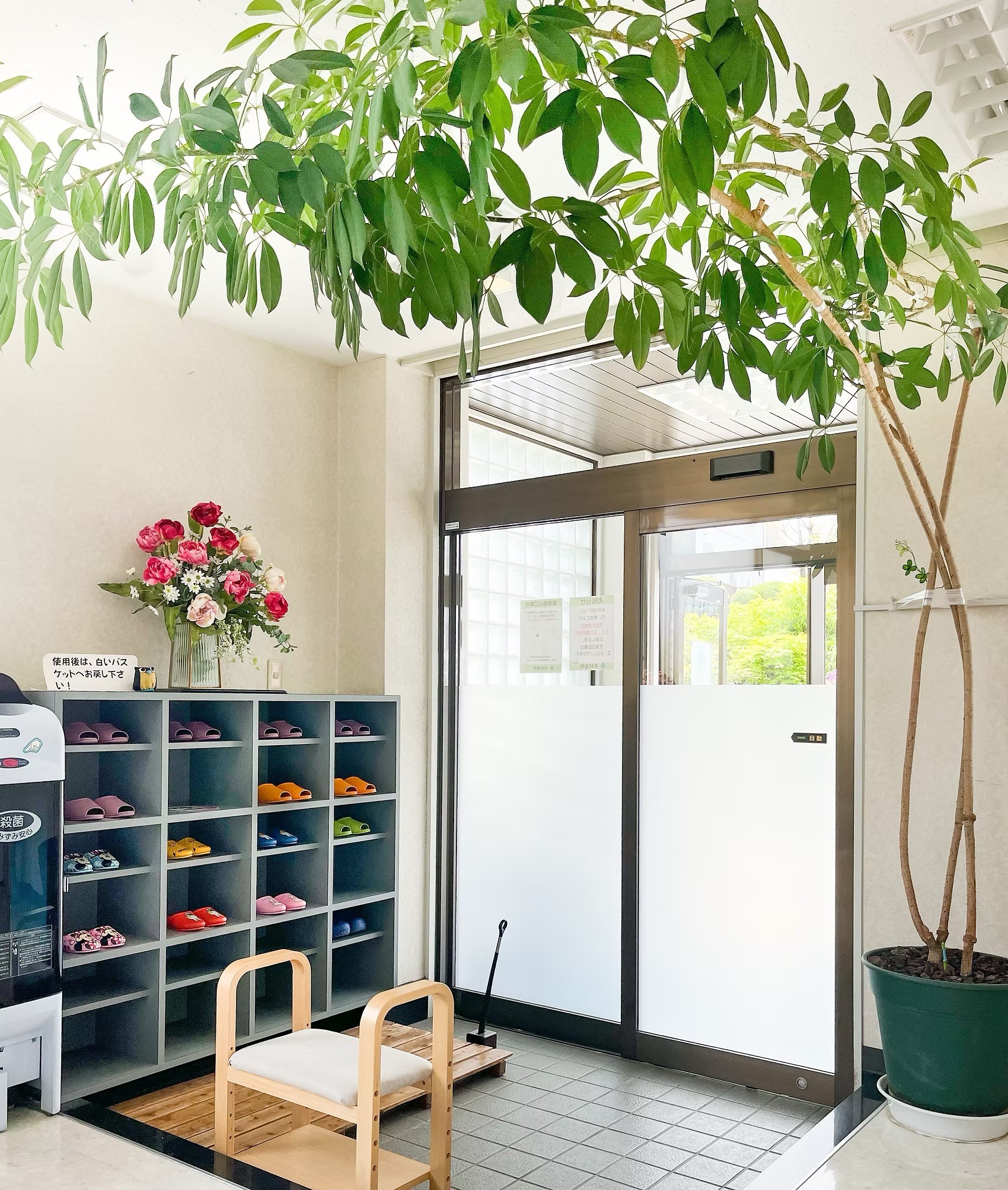 大きく成長した観葉植物