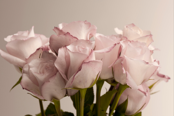 ※画像はイメージです