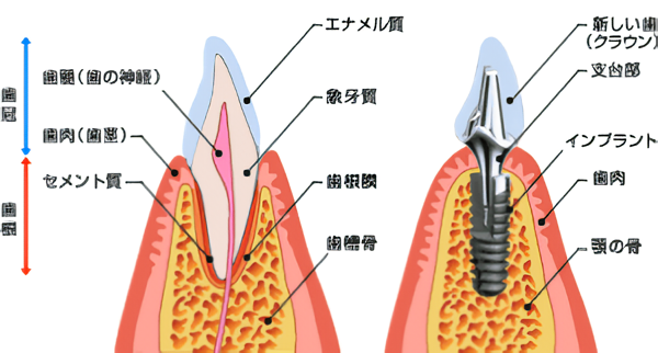 日本口腔インプラント学会専門医2名による、安心の医療をお届けします