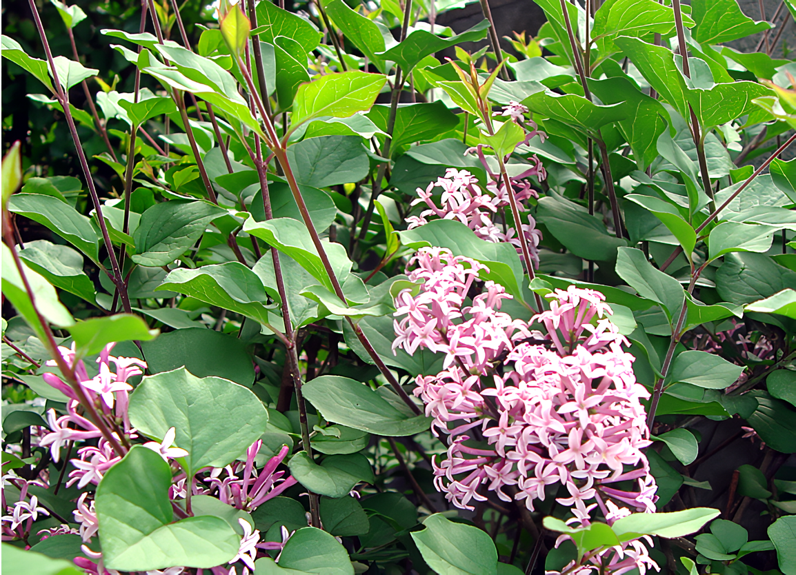 小さい頃から矯正を行うと、将来の歯並びを改善することができます