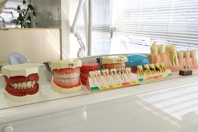 噛む力を支える補綴治療の力