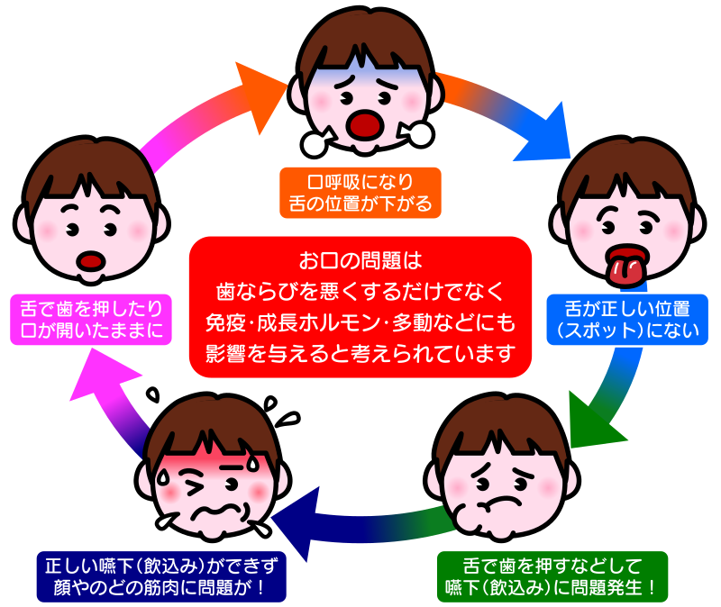 成長段階に合わせ歯並びを整えています。