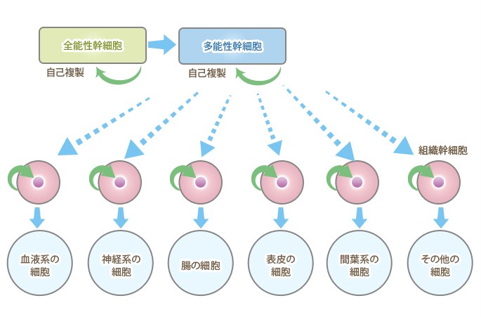 豊富な成長因子を含む上清液で細胞の再生を促進しています