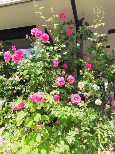庭の花壇などリラックスできる環境