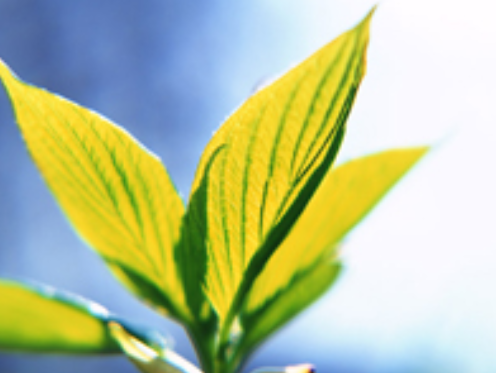 自然な感覚で食事や会話を楽しむことができます。