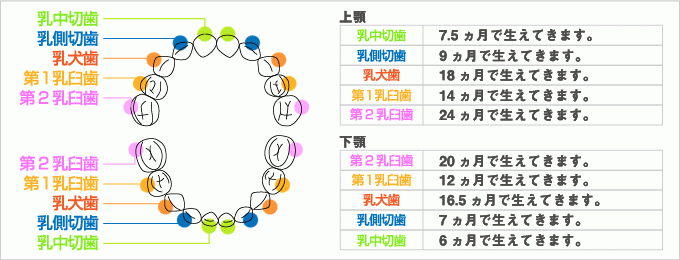 子どもの歯の健康を守るためには、予防と早期発見、早期治療が鍵となります