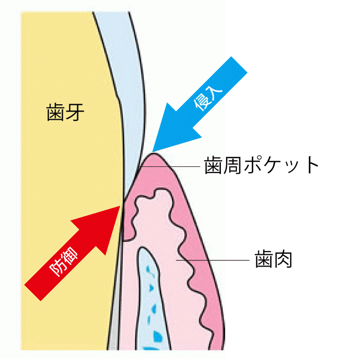 お口の健康を長期的に守るサポート