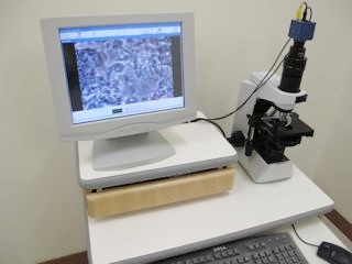位相差顕微鏡により口腔の菌を調べます