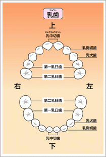 乳歯は3歳頃までに生え揃います