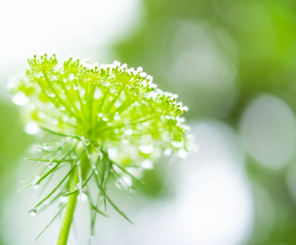 天然の歯をできるだけ残す治療を優先しています