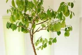 「思いやりあふれる歯科医院」という理念を大切にし、地域の皆様が安心して通える環境づくりに努めています。