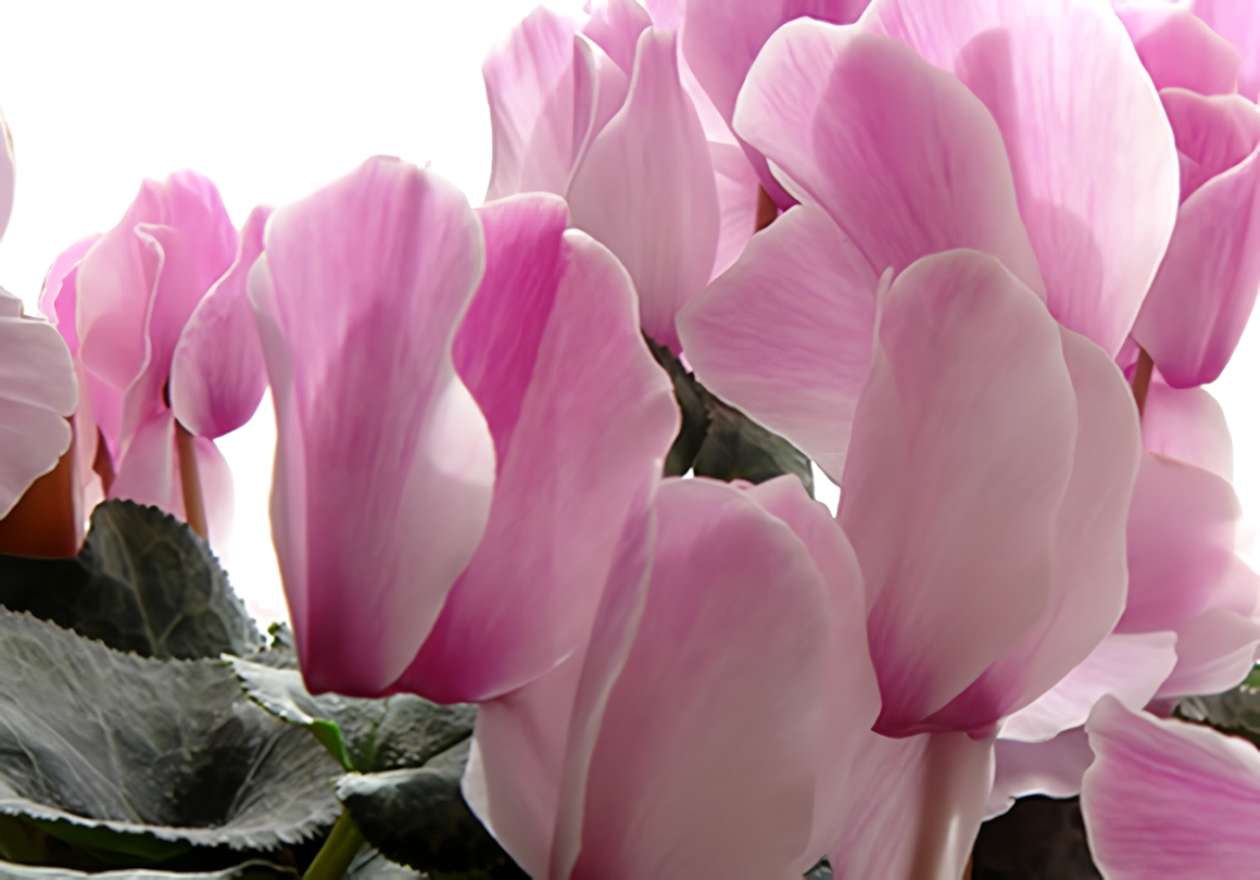 スーパーポリリン酸を利用したホワイトニングを行っています