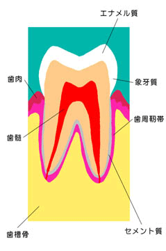 早めの治療が大切です