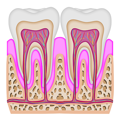 患者様が長く健康な歯を維持できるようサポートしています