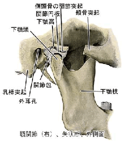 顎関節の絵