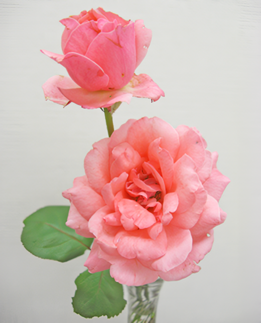 患者様との信頼関係を重視し、寄り添ったサポートを続けています。